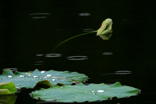 d0126577_17302469.jpg