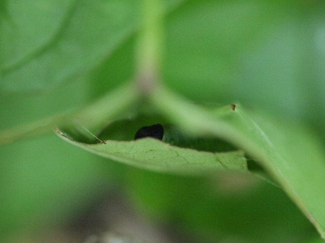 b0194593_1152029.jpg