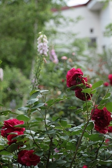 e0209997_9103365.jpg