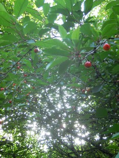 e0206902_1275366.jpg