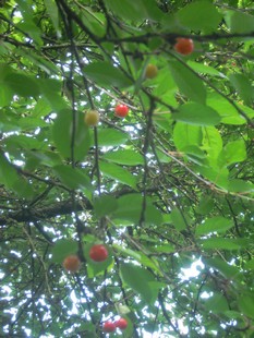e0206902_1283066.jpg
