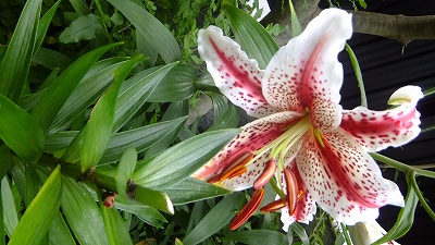 a0188405_8461470.jpg