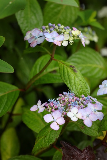 a0061023_933235.jpg