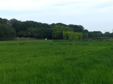 e0172950_20453569.jpg