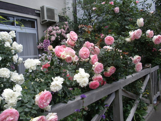 d0150967_030348.jpg