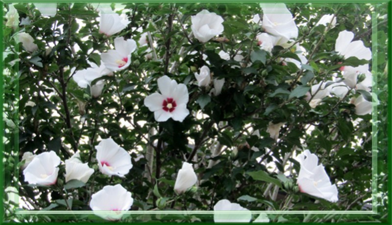 f0003174_15262060.jpg