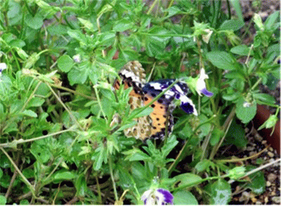 f0003174_15291670.gif
