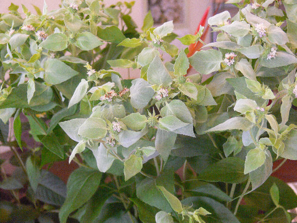 e0140986_15534031.jpg