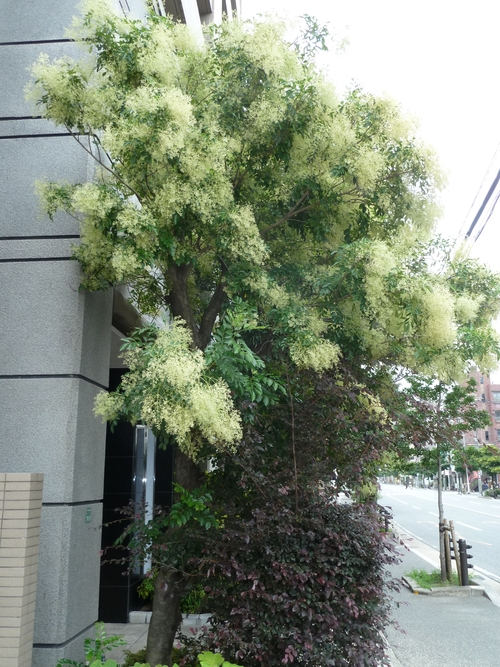 f0166694_20204021.jpg
