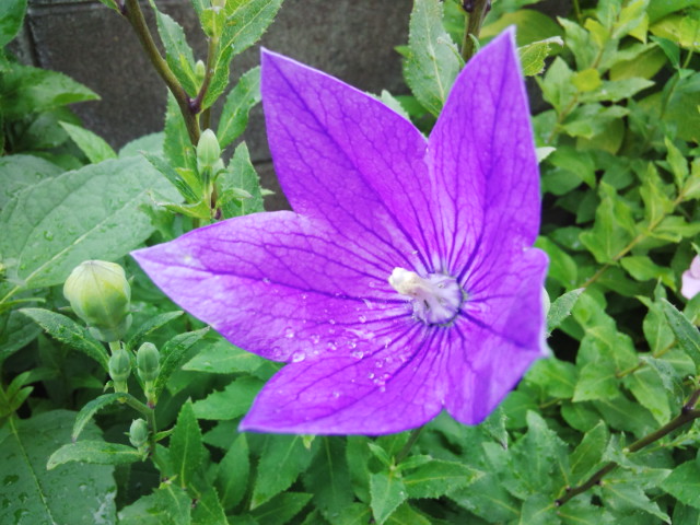 c0007502_2245545.jpg