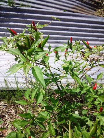 a0030715_20102122.jpg