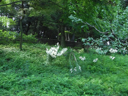 b0086939_15574264.jpg
