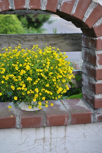 e0159050_2018387.jpg