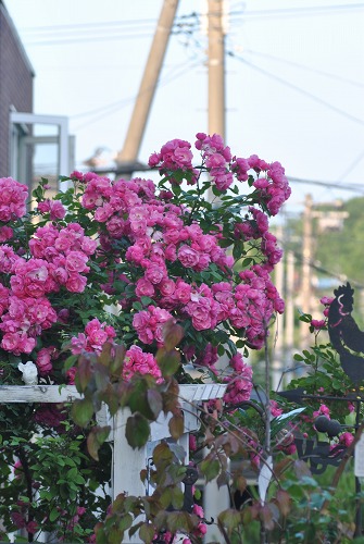 e0159050_20472027.jpg