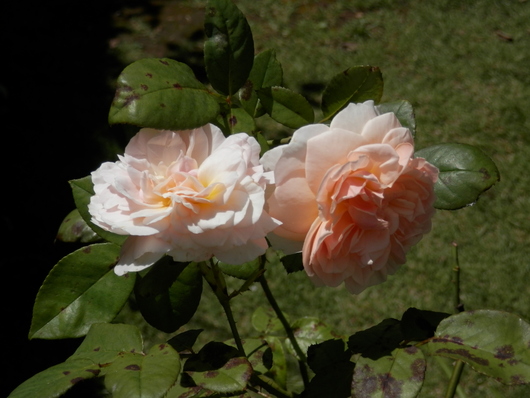 e0288951_15541180.jpg