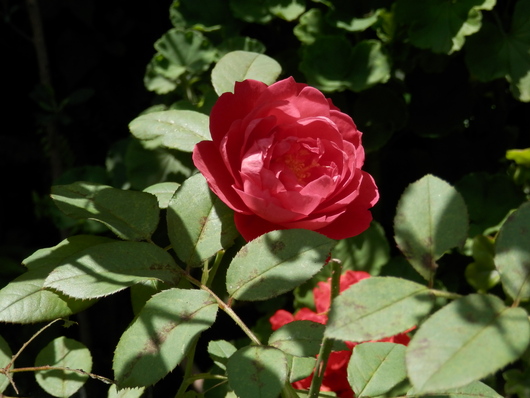 e0288951_15542130.jpg