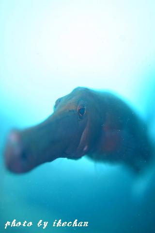 a0155467_2202615.jpg