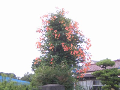 c0112172_1275939.jpg