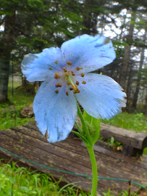 e0145782_1514562.jpg