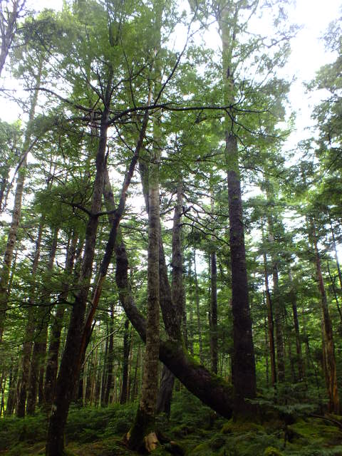 e0145782_15183770.jpg