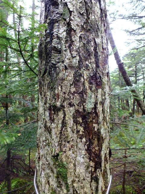 e0145782_15195284.jpg