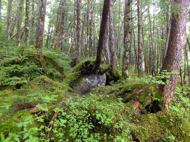 e0145782_15202620.jpg