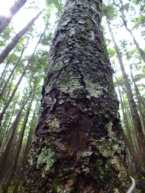 e0145782_15205834.jpg