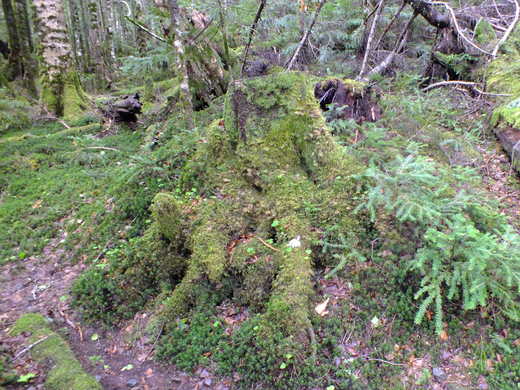e0145782_15232715.jpg