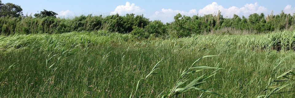 c0170789_17415924.jpg