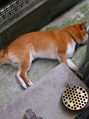 f0181394_1635052.jpg