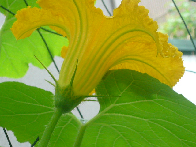 e0026017_11312318.jpg