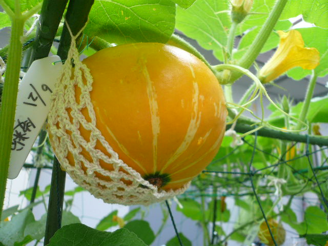e0026017_11332546.jpg