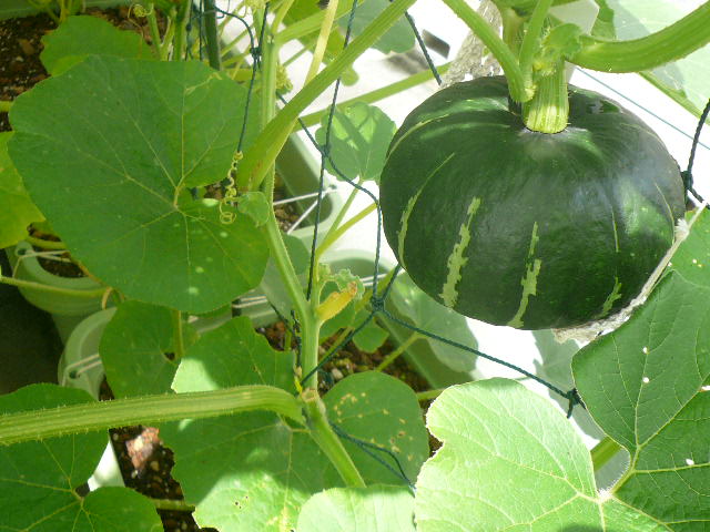 e0026017_11335914.jpg