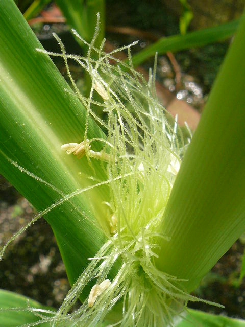 e0026017_11343777.jpg