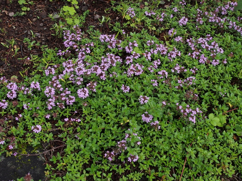 c0085622_17144714.jpg