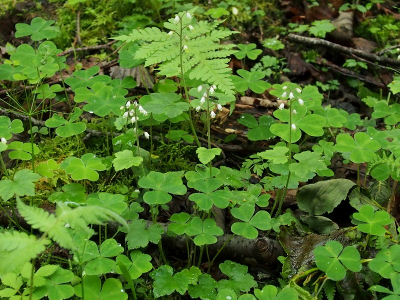 c0085622_17172227.jpg