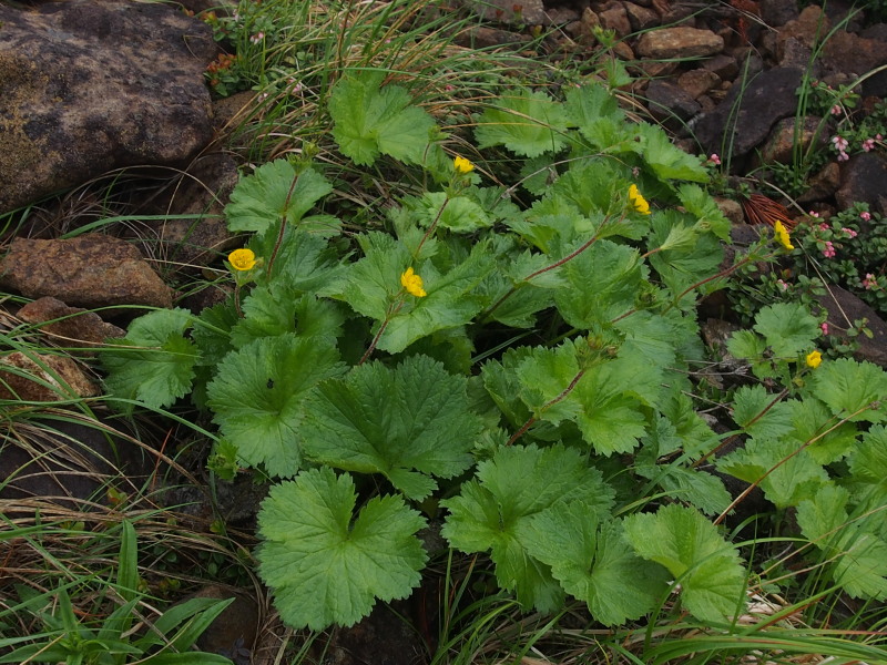 c0085622_17242212.jpg