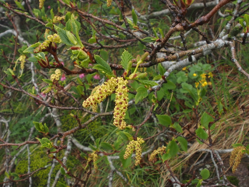 c0085622_17263647.jpg