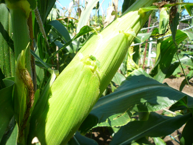 a0162330_101557.jpg