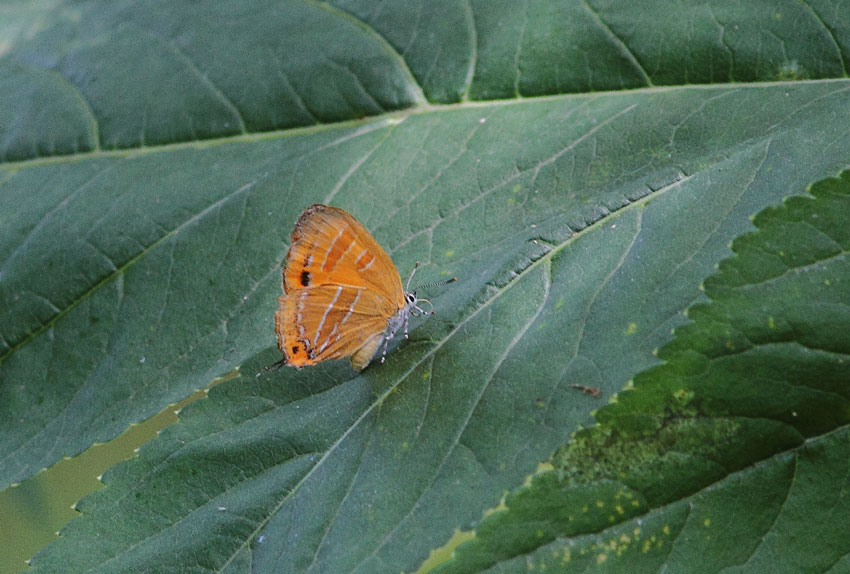 d0069235_2045443.jpg