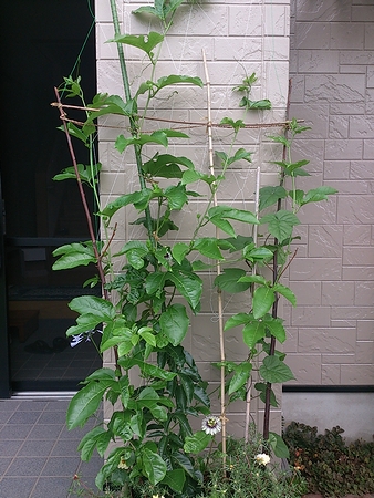 a0034438_15551423.jpg