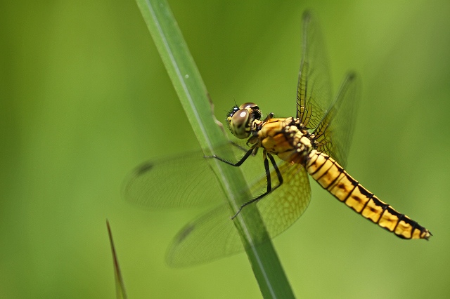 a0242438_19295648.jpg