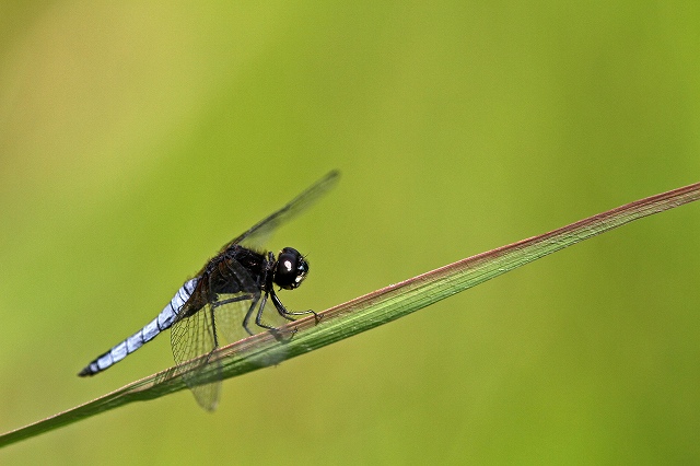 a0242438_19311213.jpg