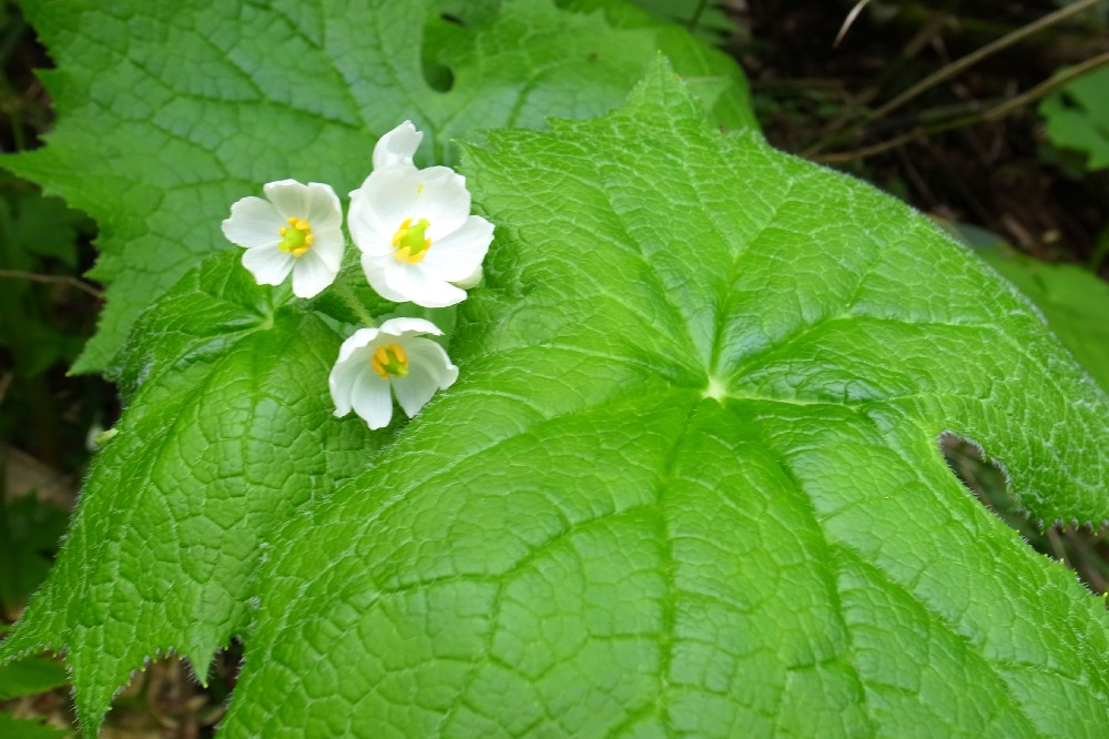 e0009147_1613016.jpg