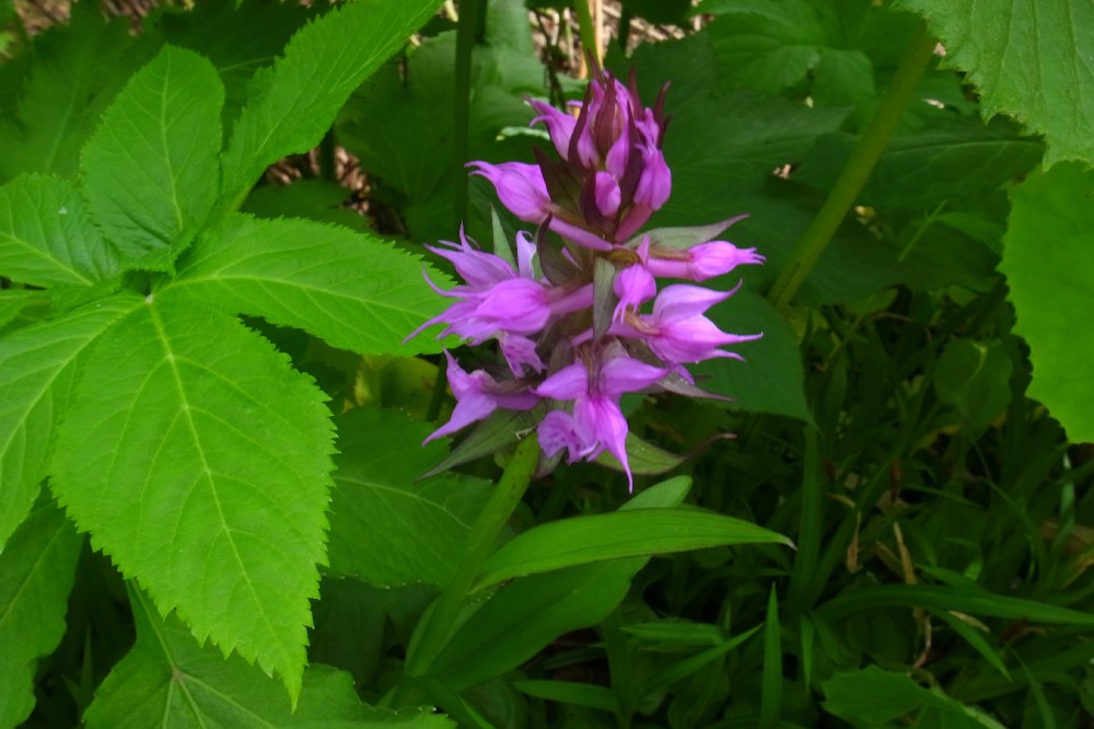 e0009147_1691385.jpg