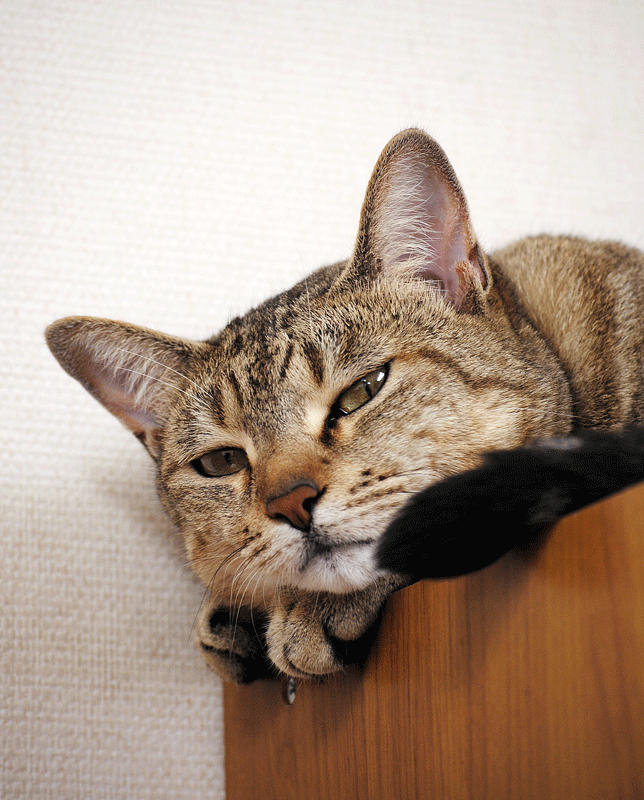 a0001354_21404992.gif