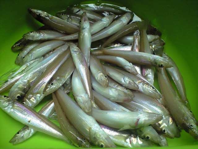 d0094868_6534081.jpg