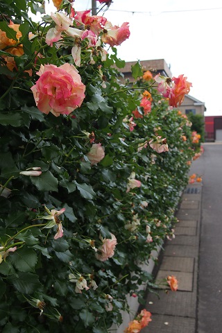 f0295680_027378.jpg