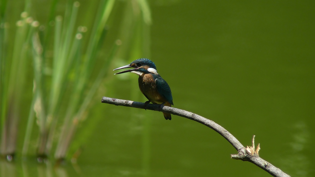 a0185081_1548858.jpg