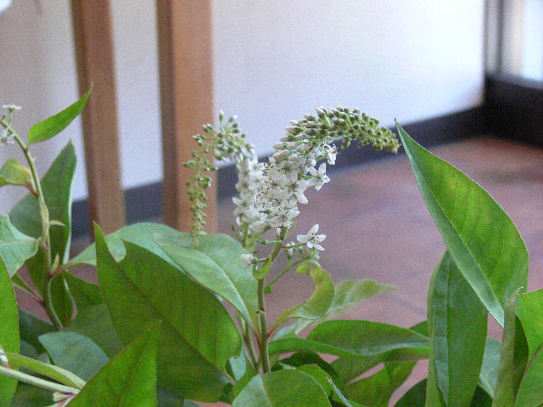 e0140986_13291219.jpg